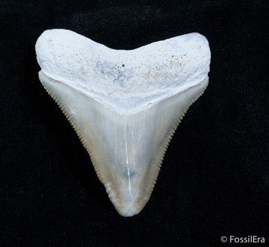 Tan Bone Valley Megalodon Tooth - inches #2170